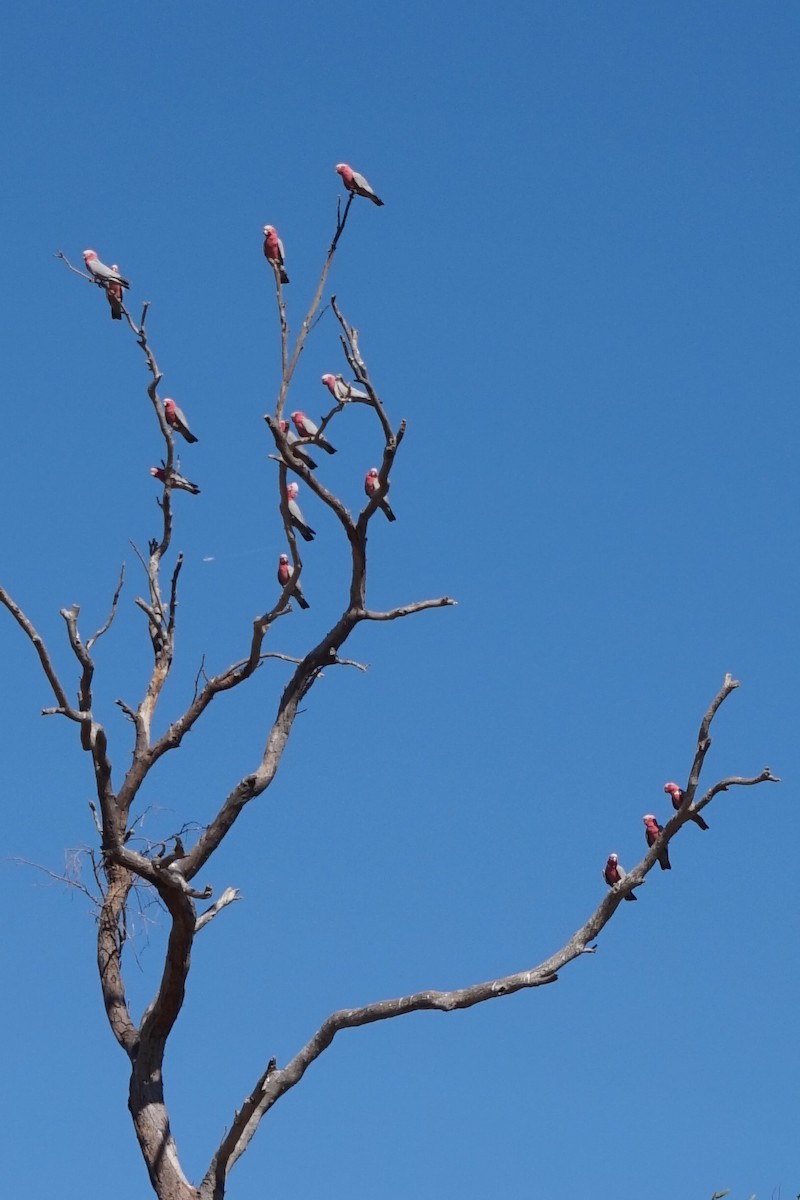 Cacatúa Galah - ML153889951