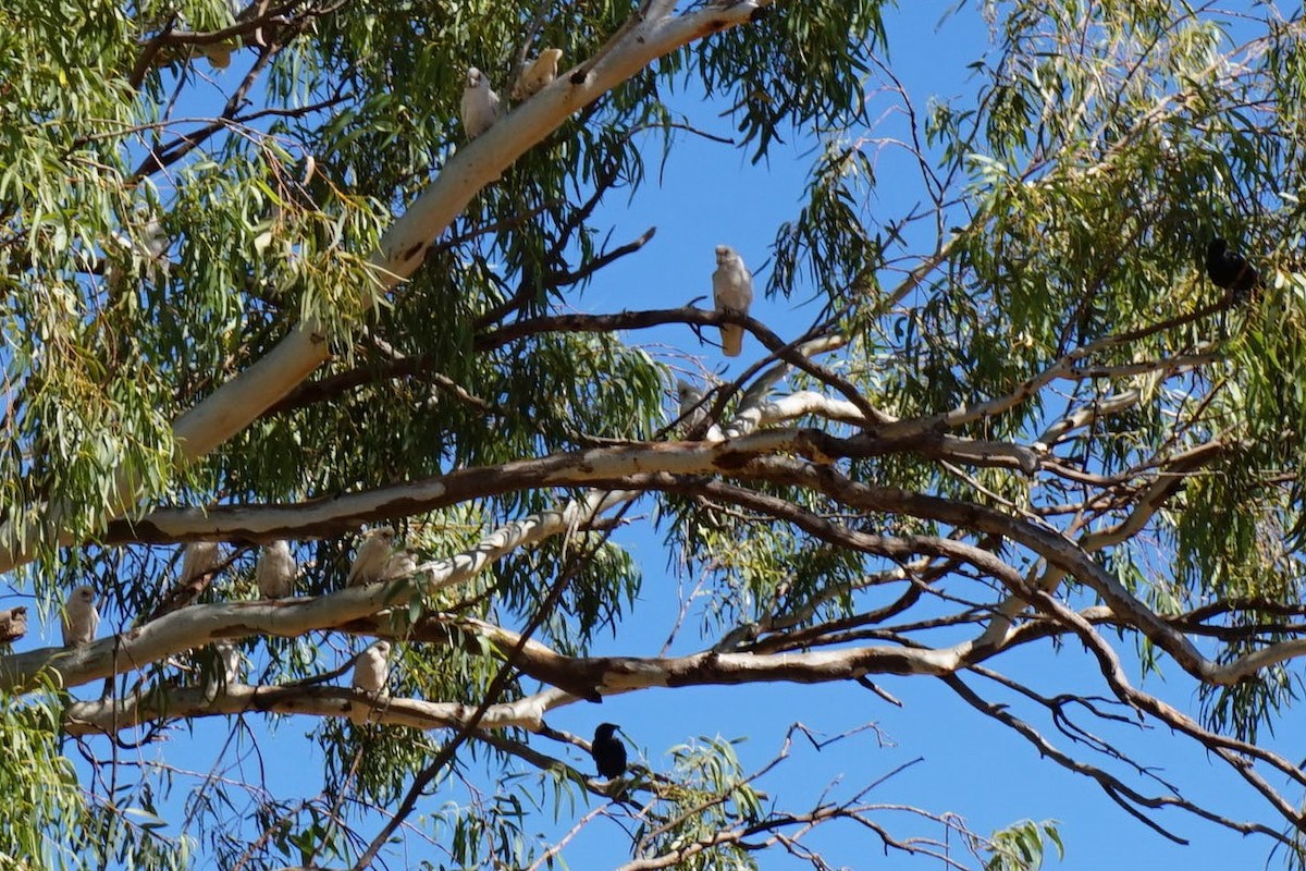 Cacatoès corella - ML153890031