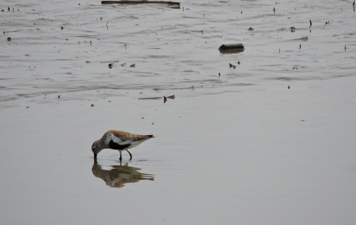 Dunlin - ML153890101