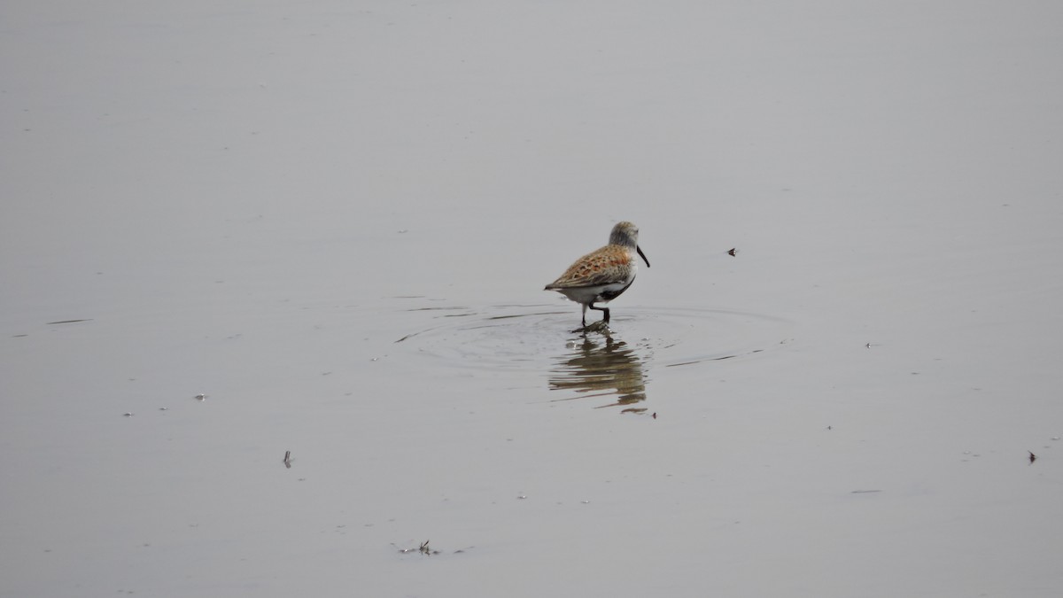 Alpenstrandläufer - ML153890141