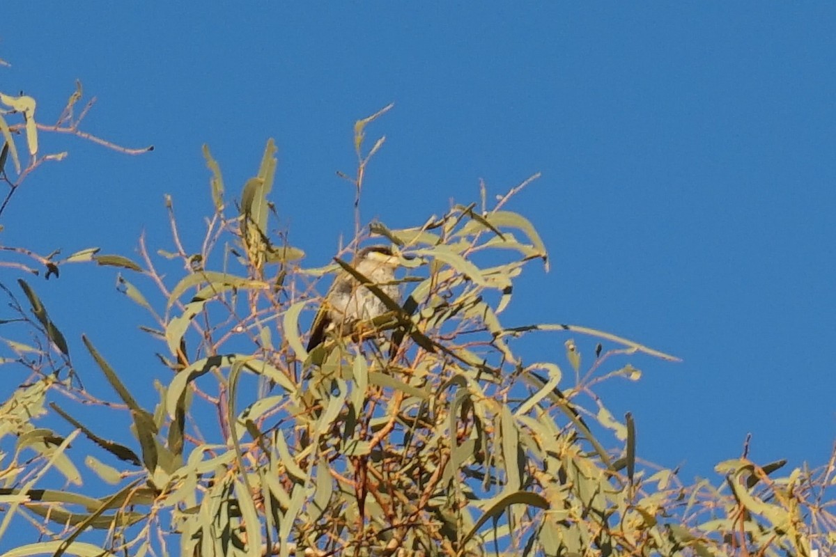 Singing Honeyeater - ML153890381