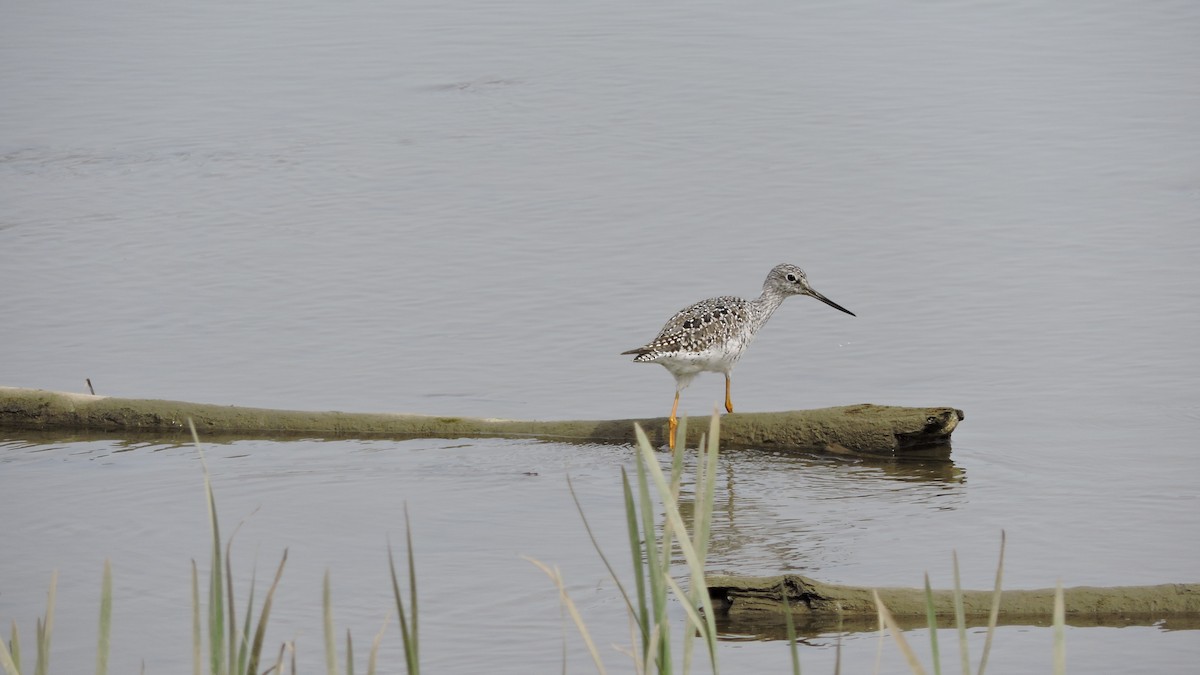 Greater Yellowlegs - ML153890511