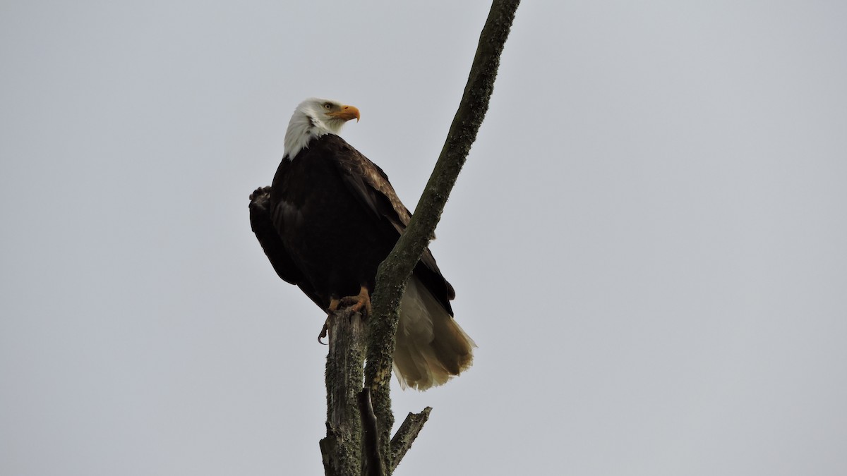 Bald Eagle - ML153890551