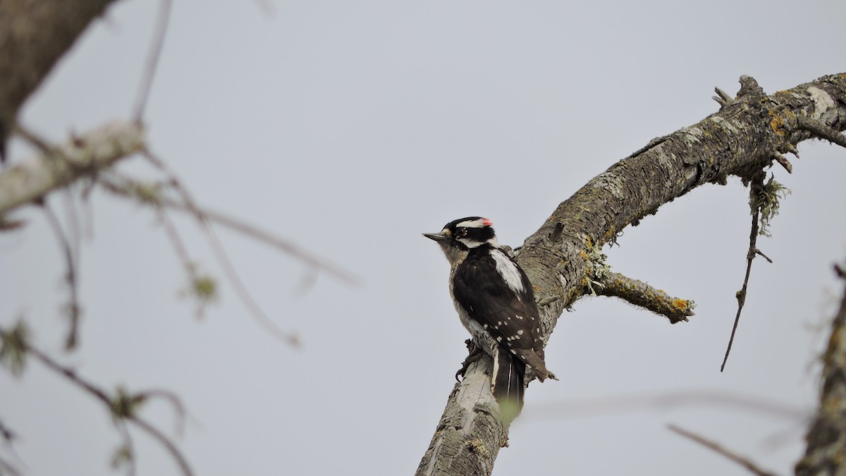 Downy Woodpecker - Charlene van de Kamp