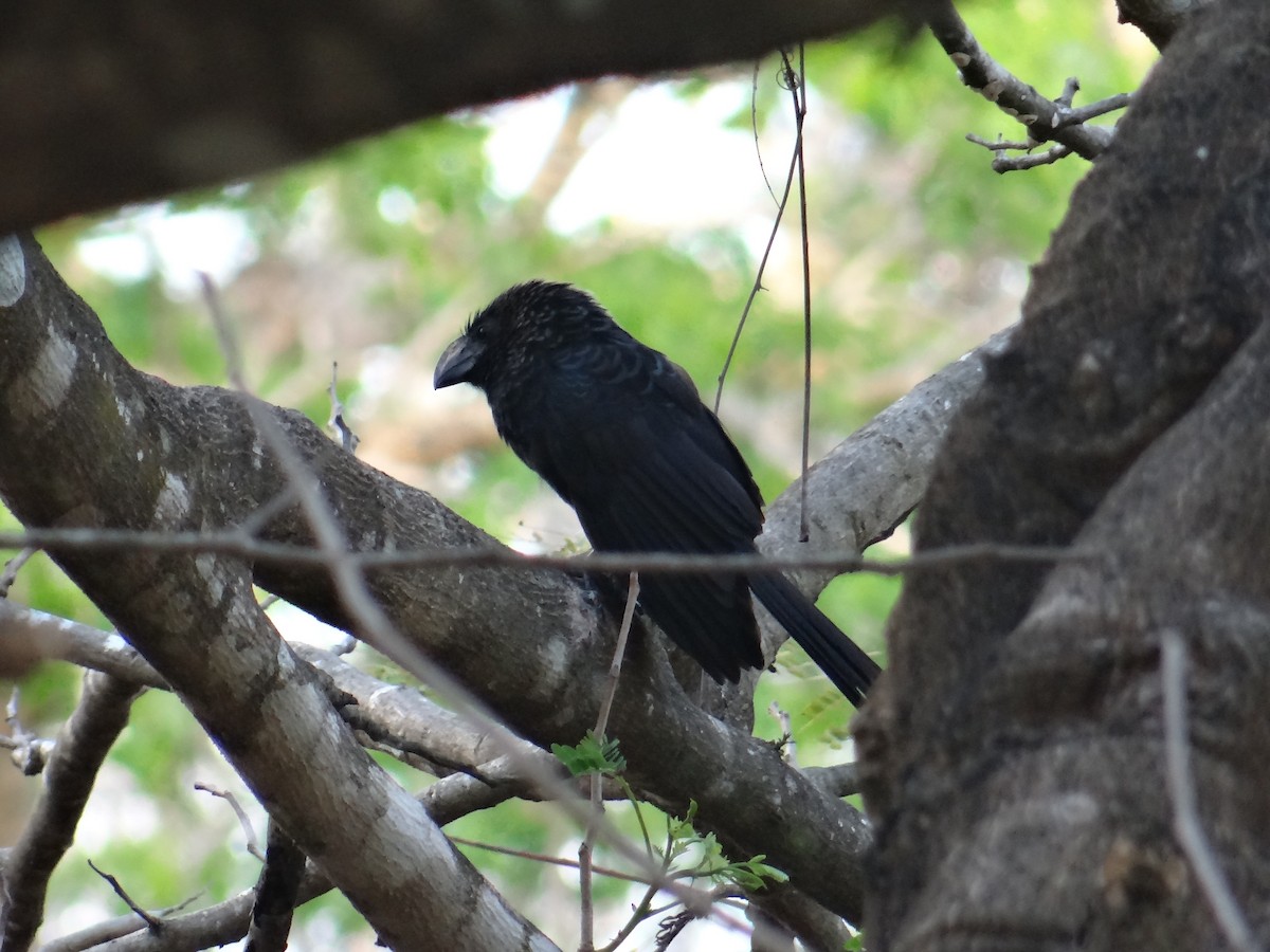 Smooth-billed Ani - ML153890821