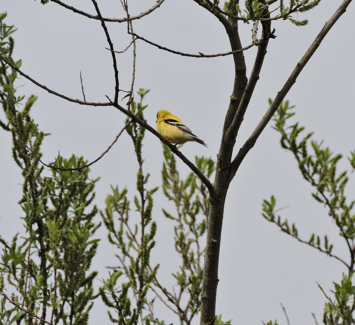 American Goldfinch - Charlene van de Kamp