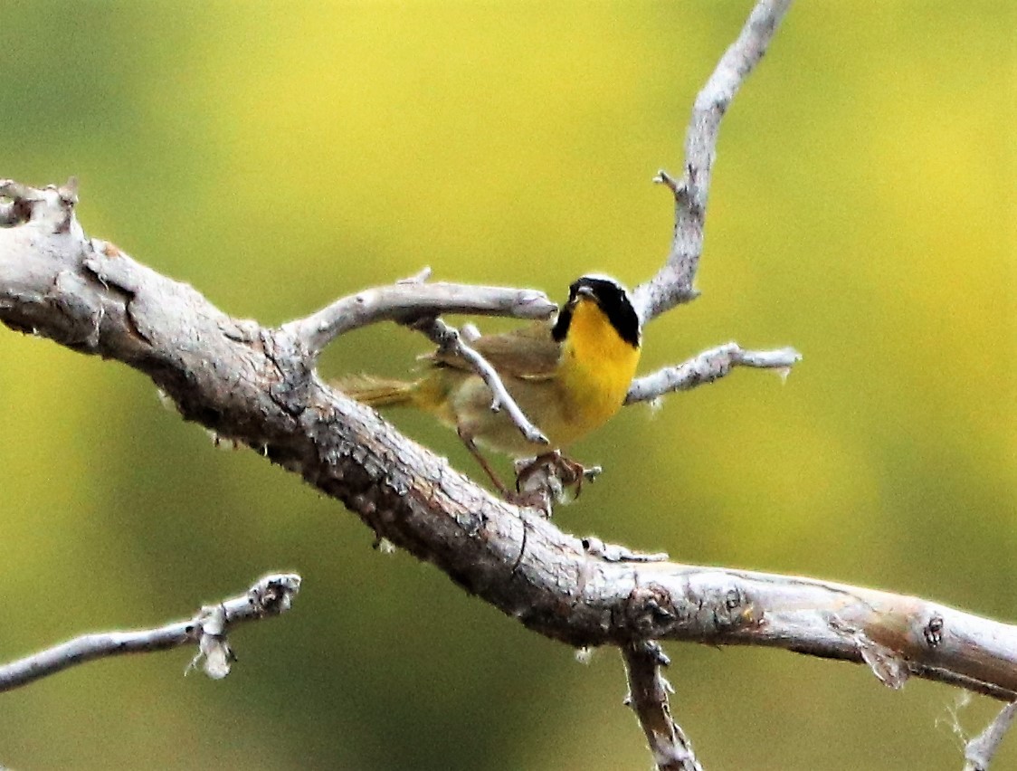 Common Yellowthroat - ML153891301