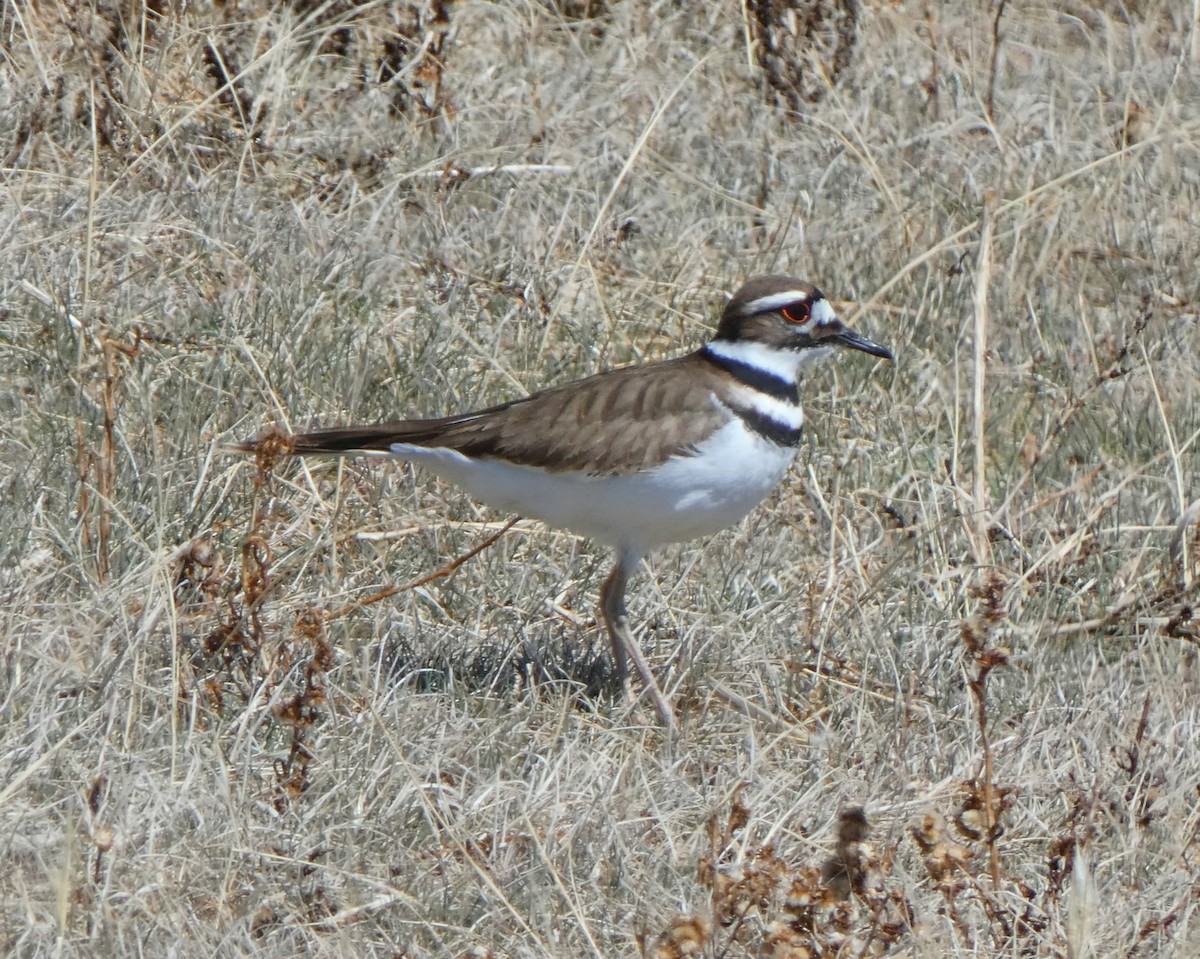 Killdeer - ML153891351