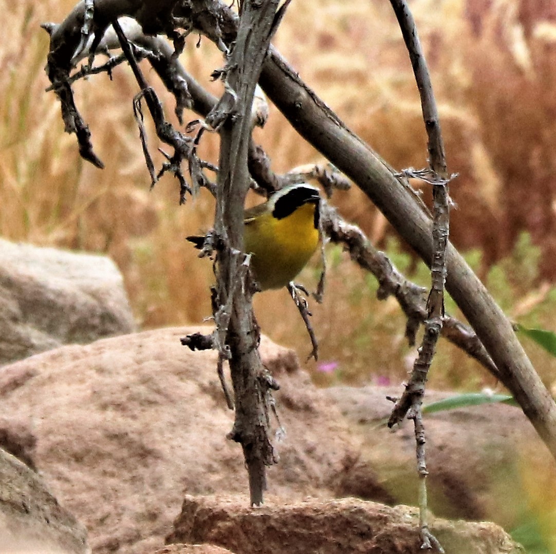 Common Yellowthroat - ML153891381