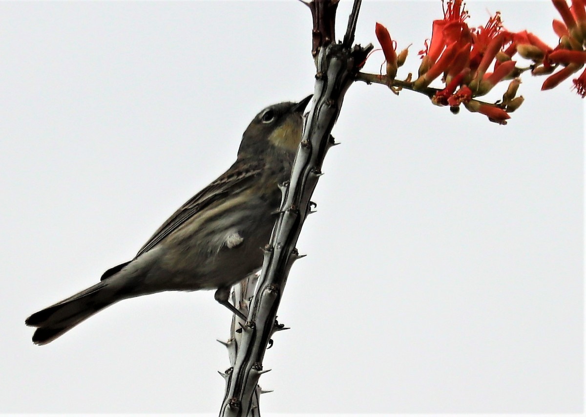 Yellow-rumped Warbler - ML153891791