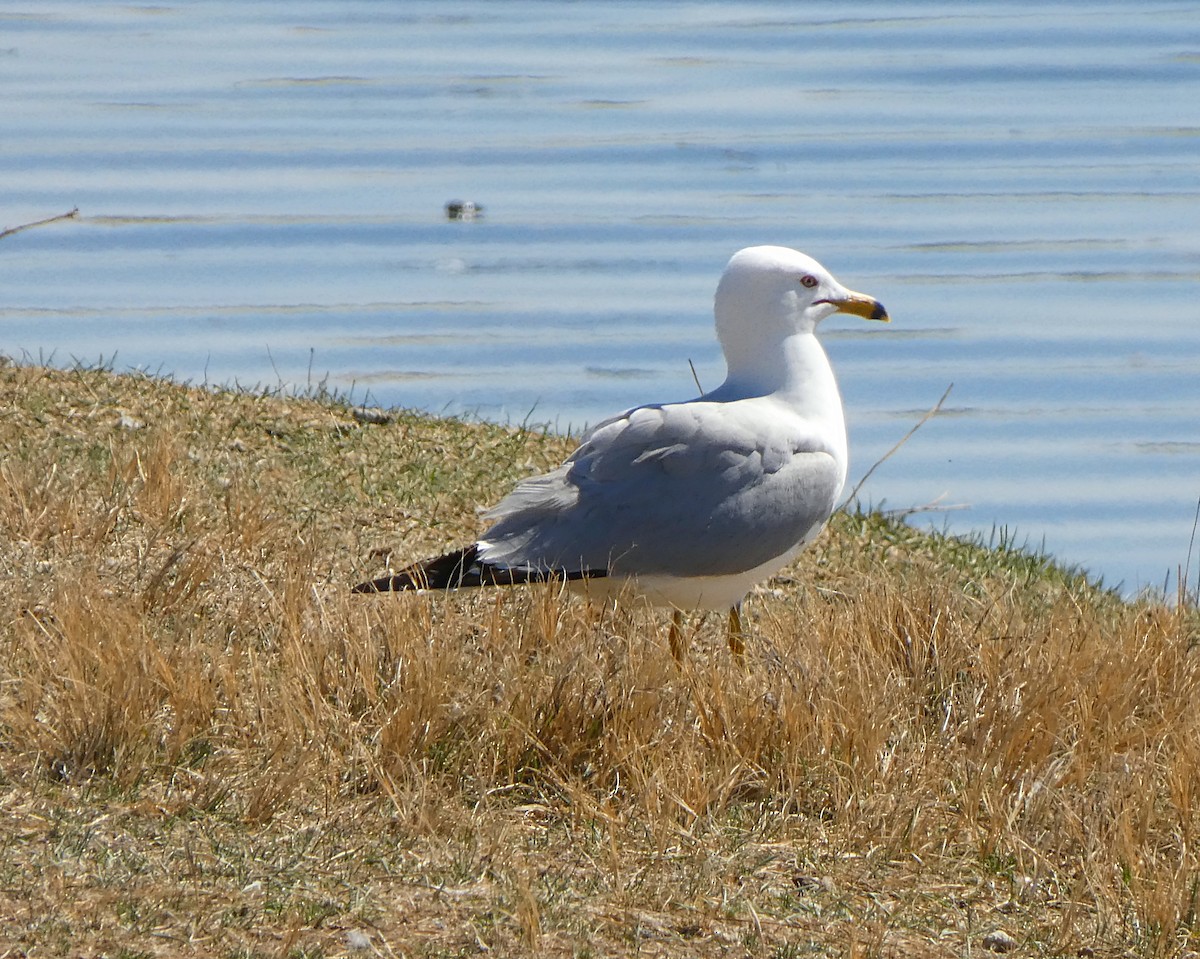 Ring-billed Gull - ML153891931