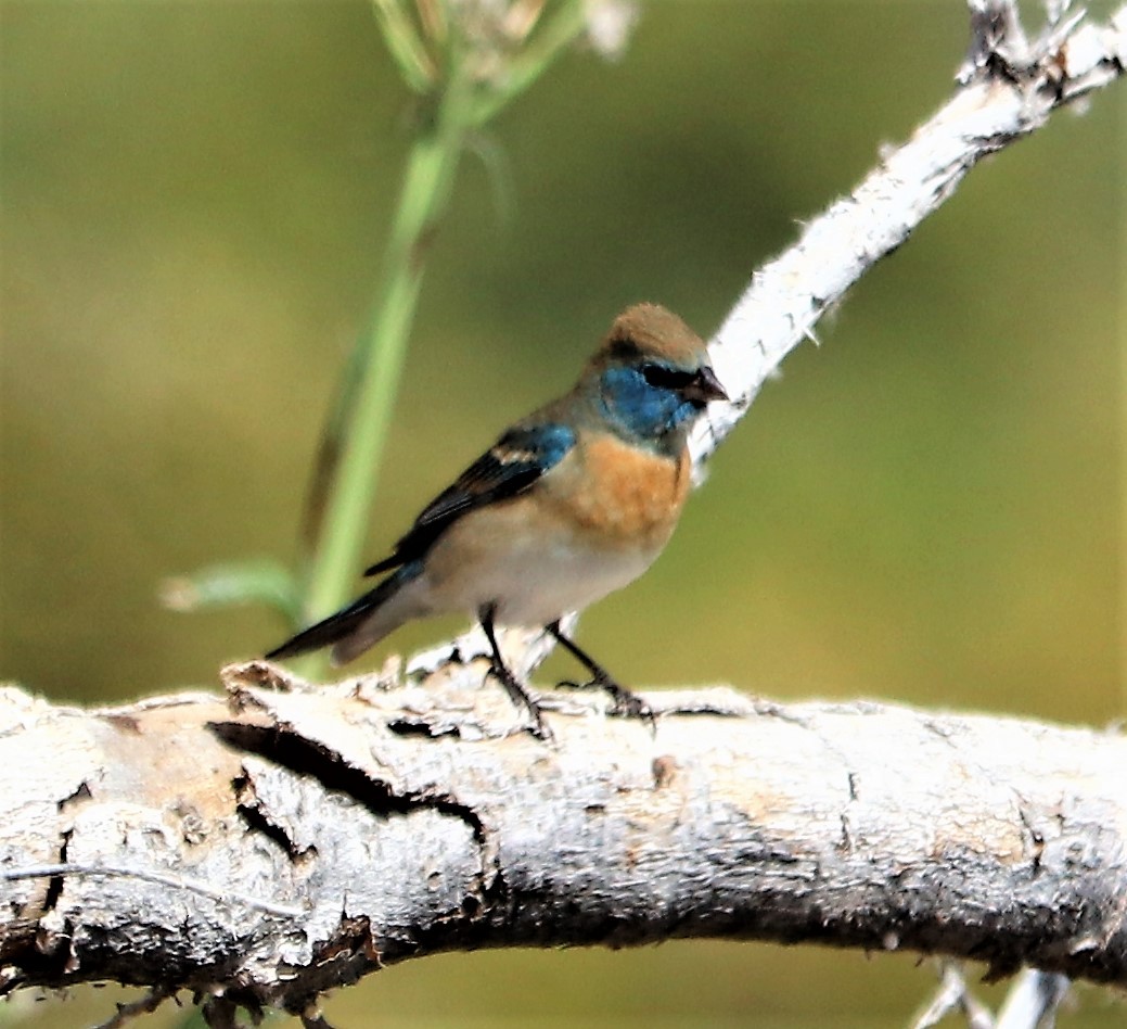 Lazuli Bunting - ML153892031