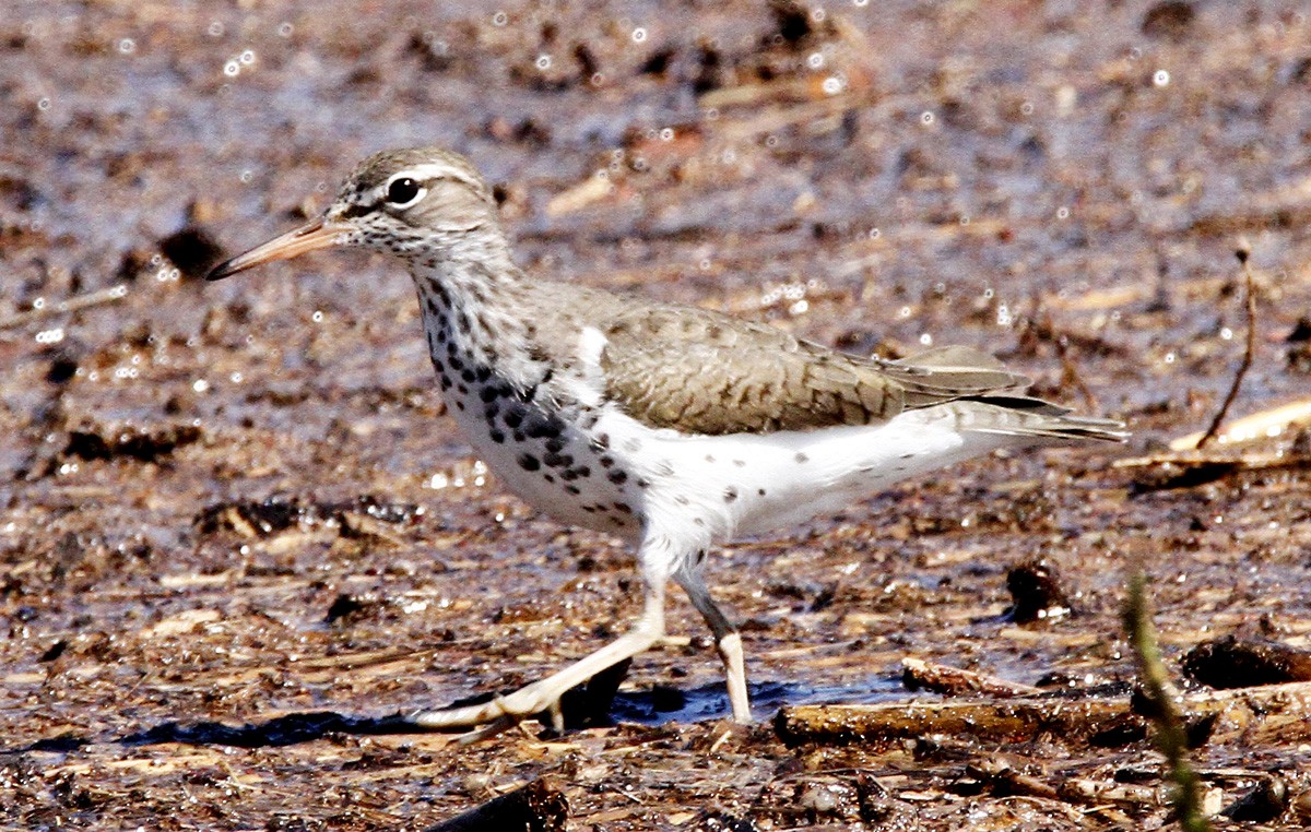 Spotted Sandpiper - Shirley Wilkerson
