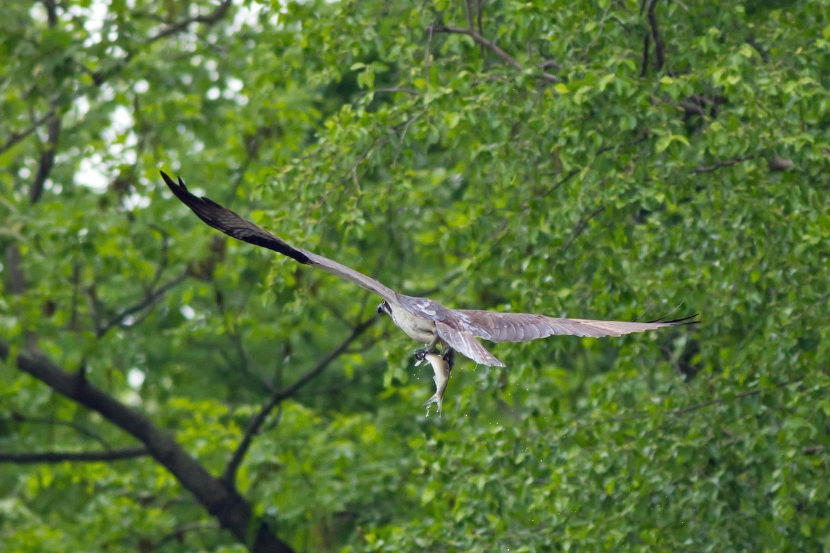 Balbuzard pêcheur - ML153893971