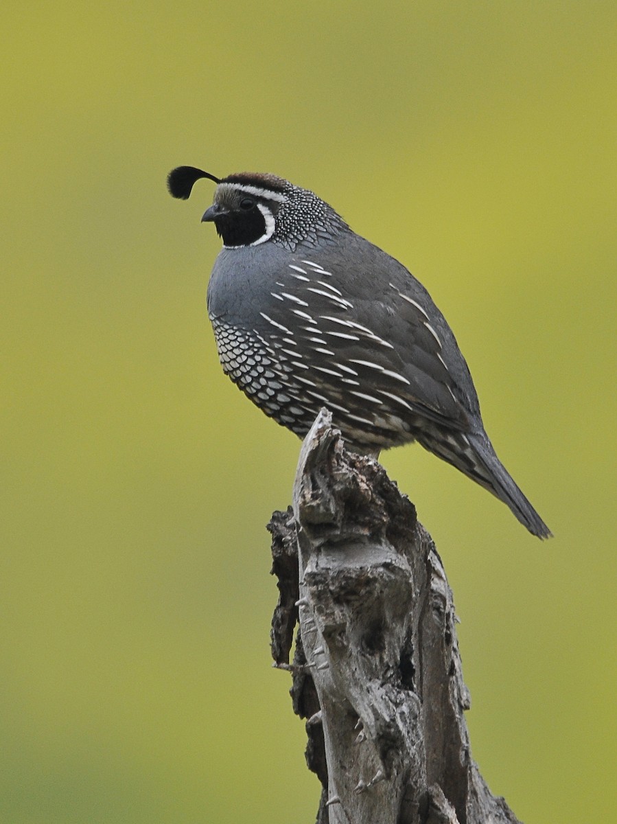 California Quail - ML153894191