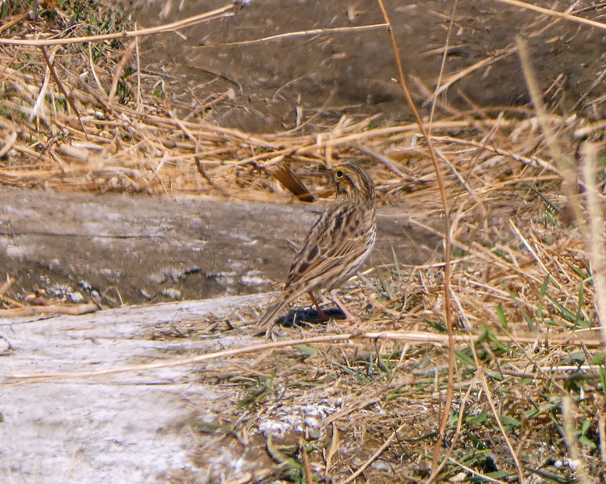 Savannah Sparrow - ML153894741