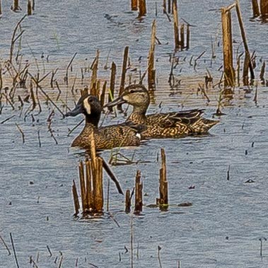 Blue-winged Teal - ML153894801