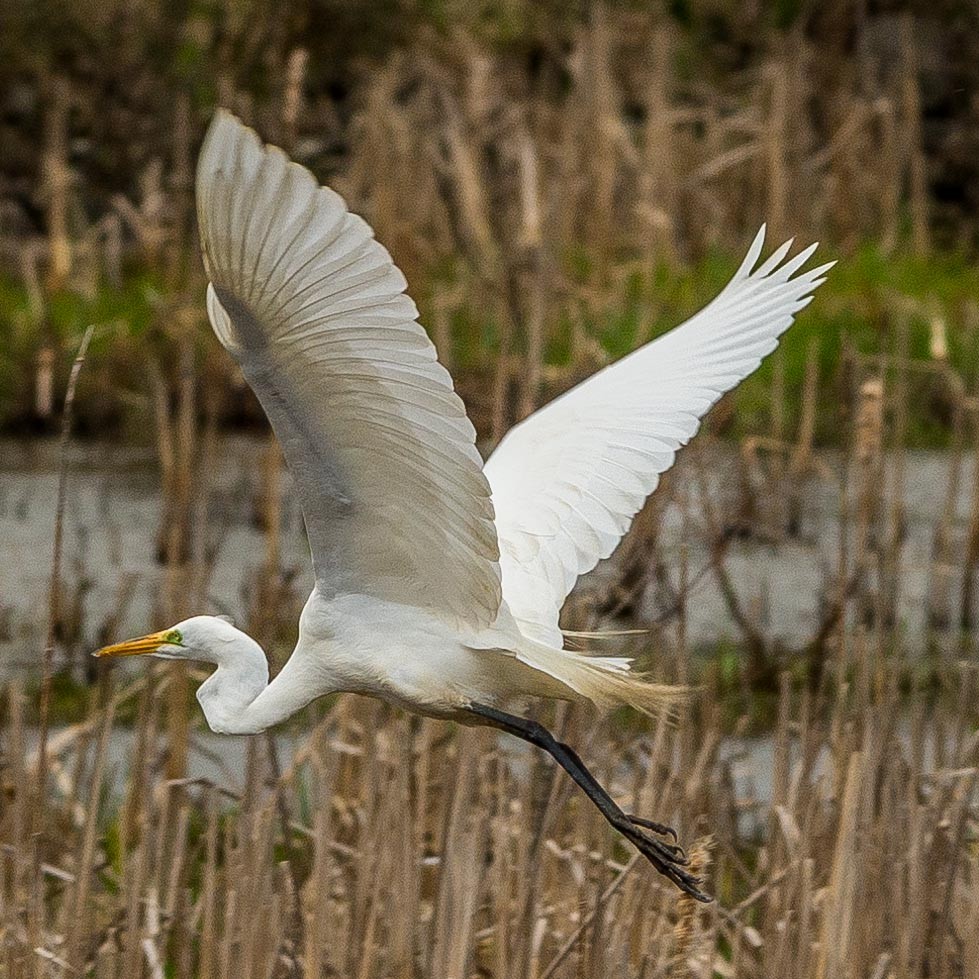 Great Egret - ML153894861