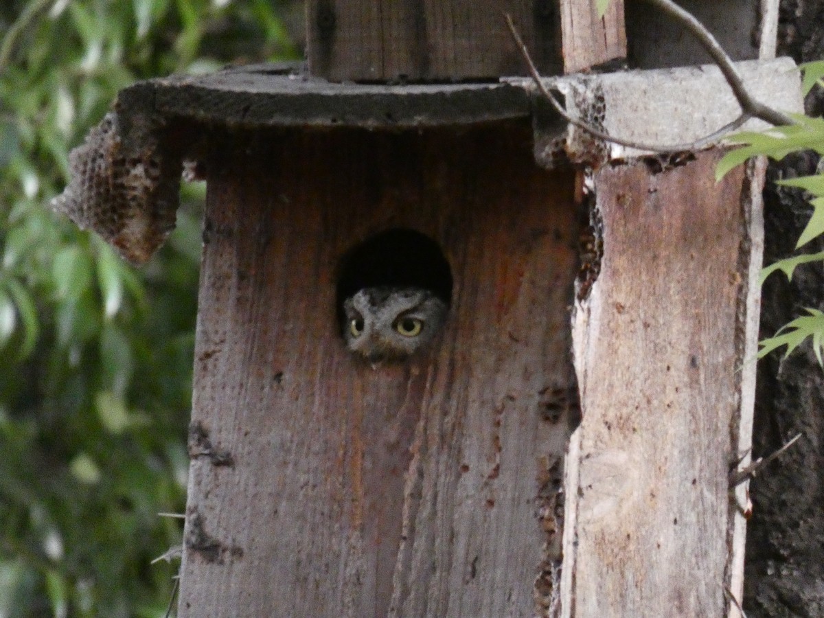 Western Screech-Owl - ML153895131