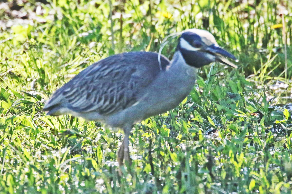 Yellow-crowned Night Heron - ML153896251