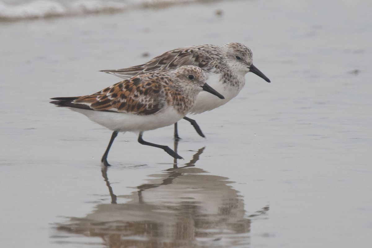 Sanderling - ML153896781