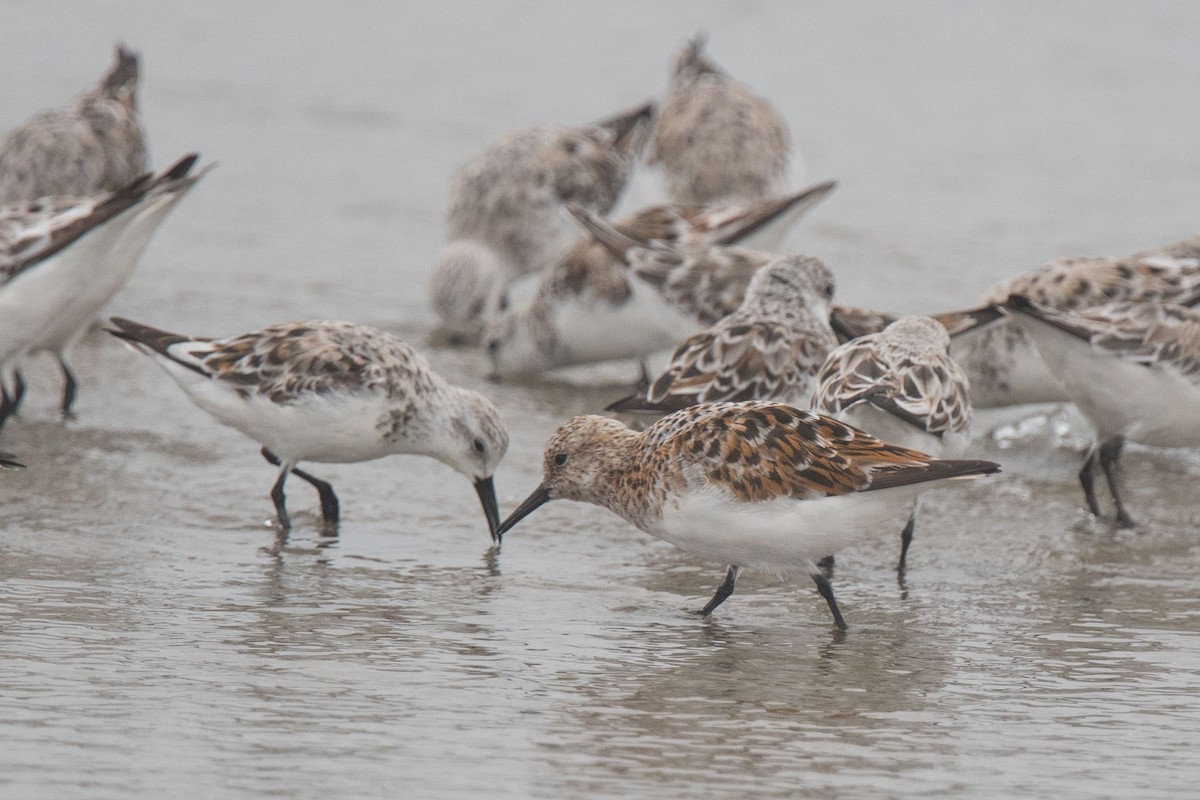 Sanderling - ML153896811