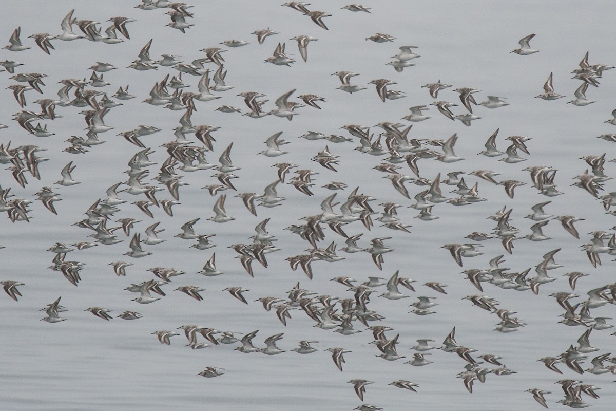 Sanderling - ML153896861