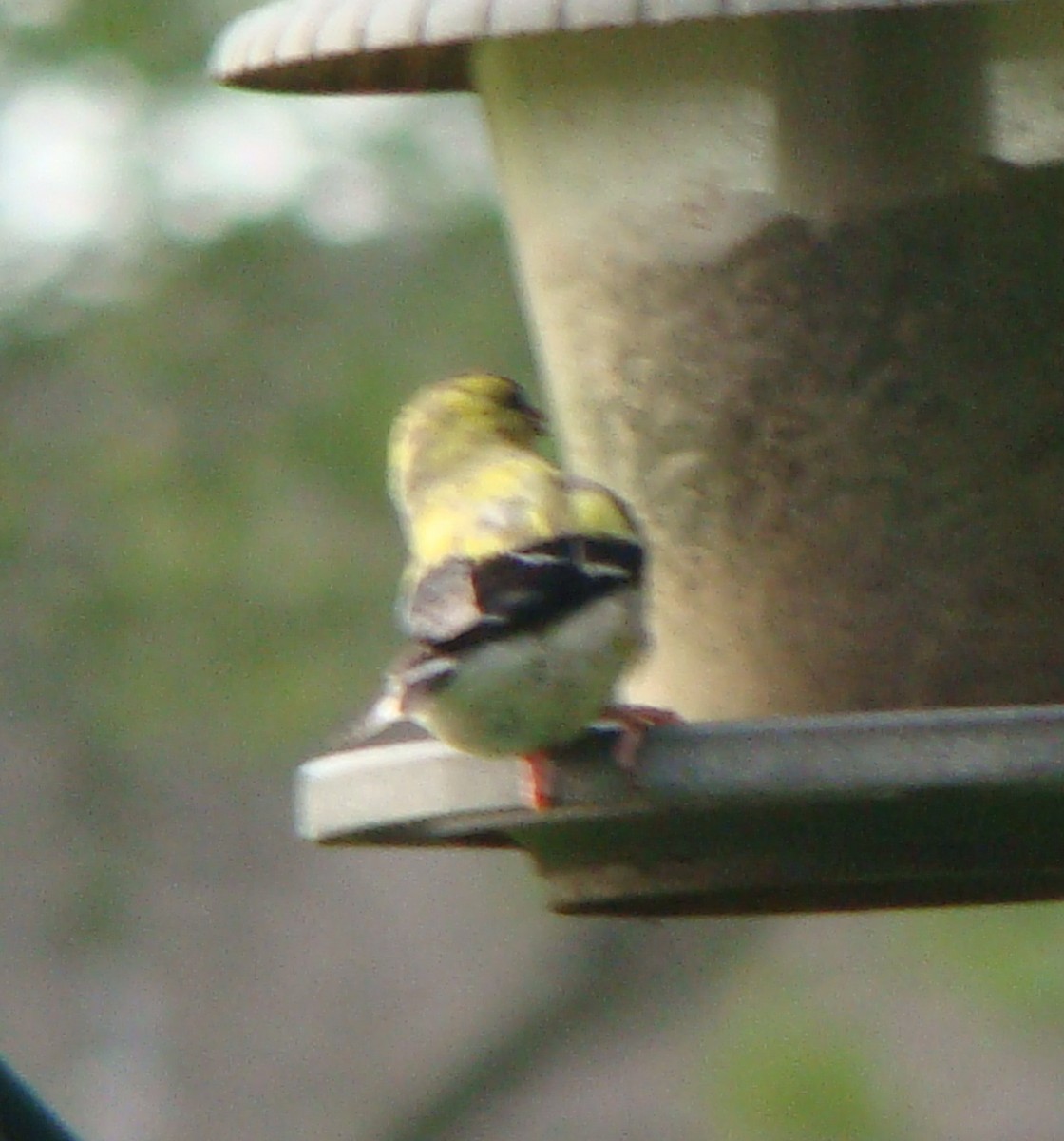 American Goldfinch - ML153897171