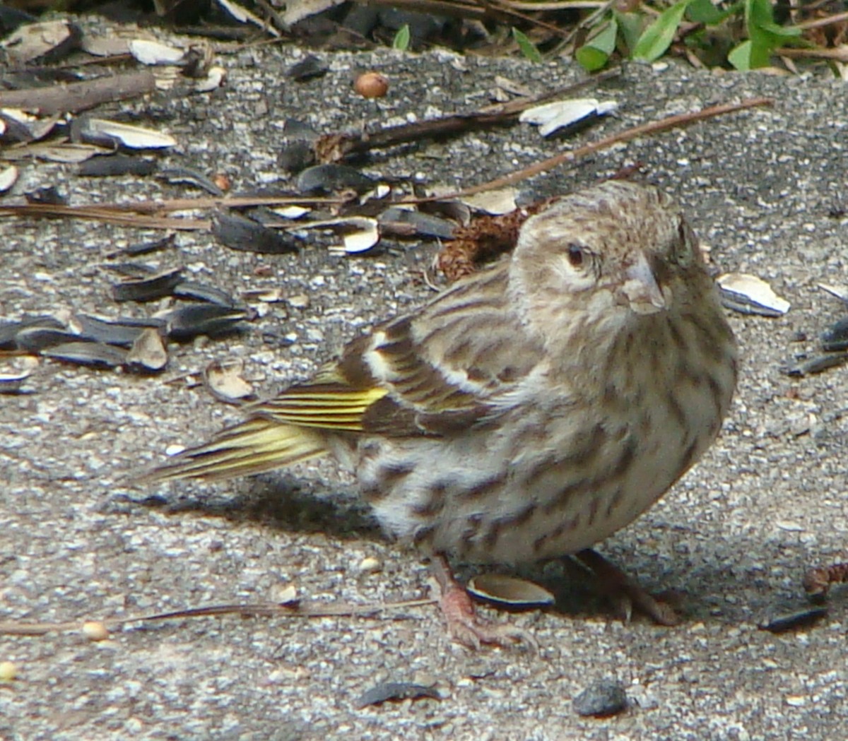 Pine Siskin - Tom Trenchard