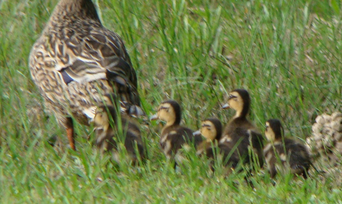 Mallard (Domestic type) - ML153897491