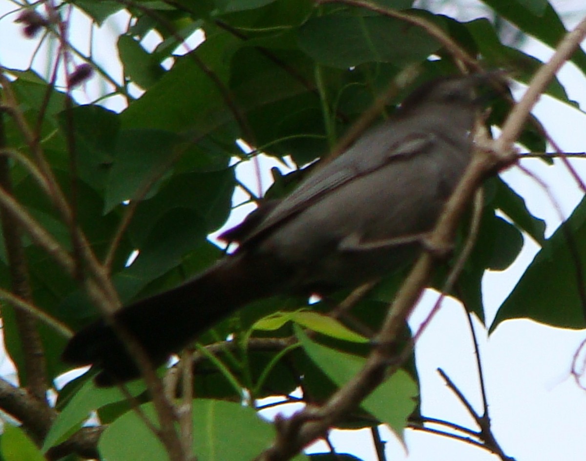 Gray Catbird - Tom Trenchard