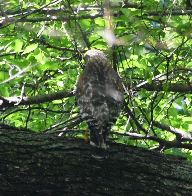 Red-shouldered Hawk - ML153897841