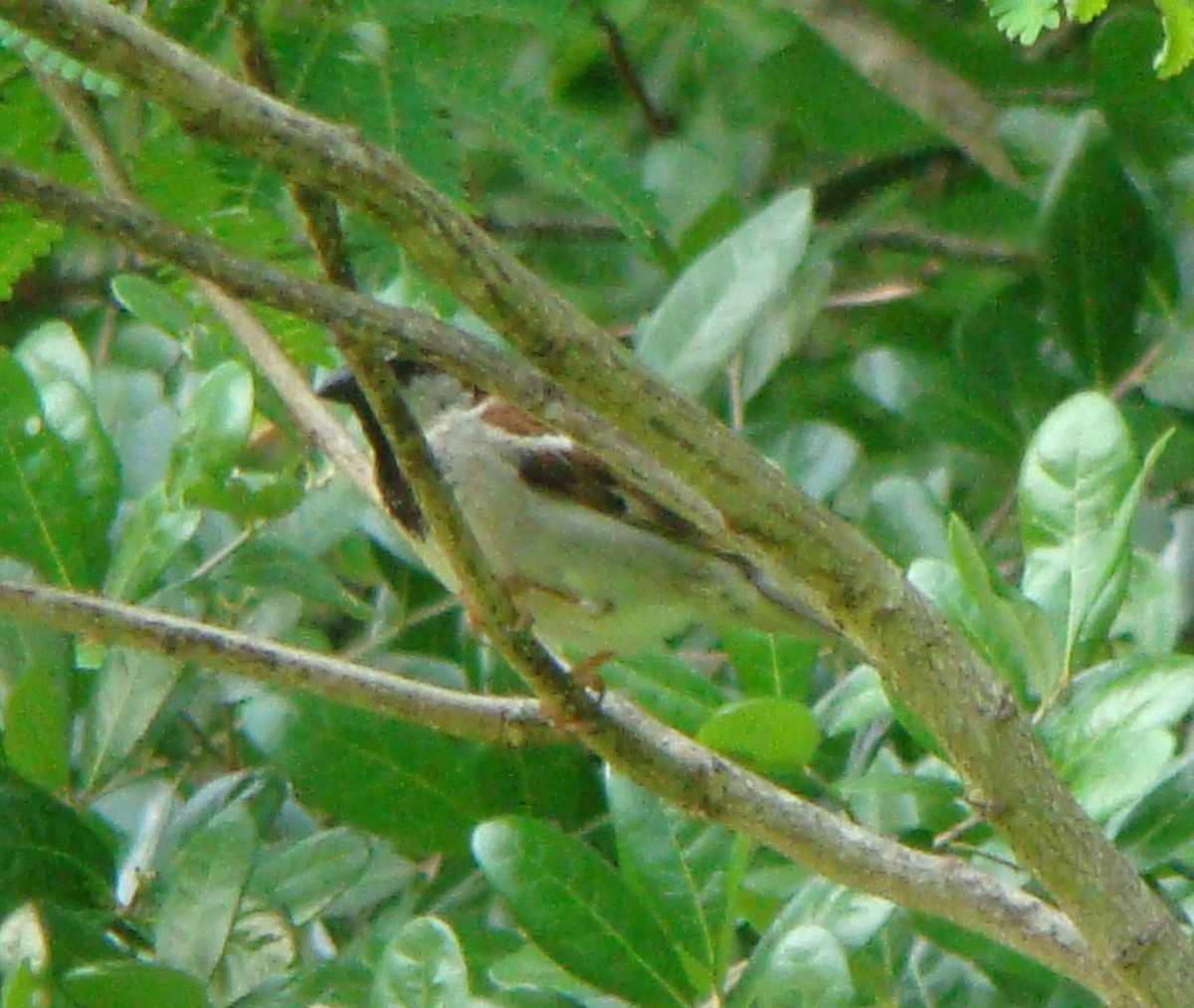 Moineau domestique - ML153897861