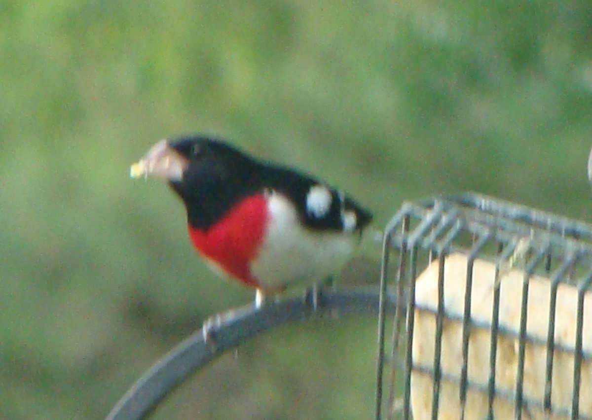 Cardinal à poitrine rose - ML153897941