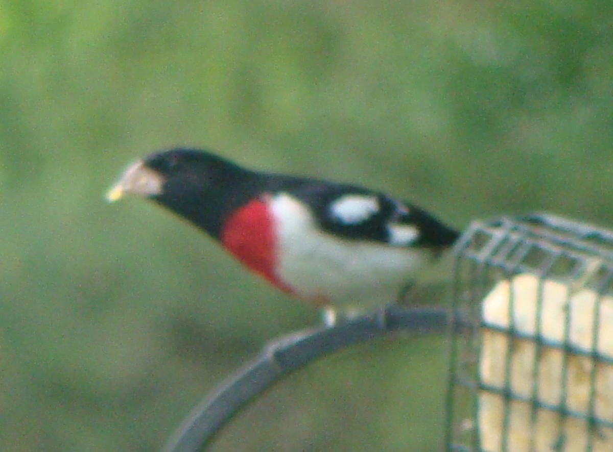 Rose-breasted Grosbeak - ML153897951