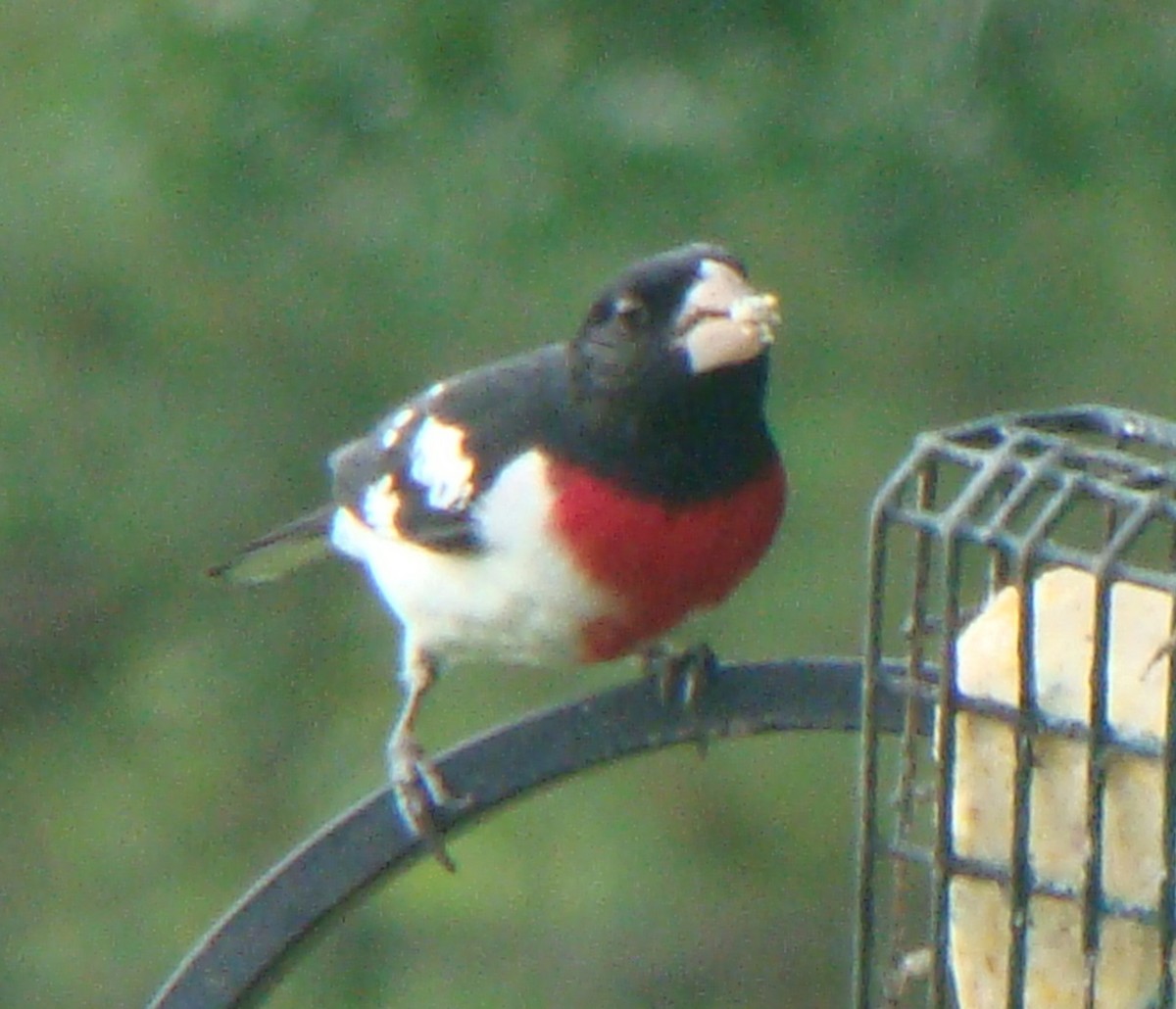 Rose-breasted Grosbeak - ML153897961