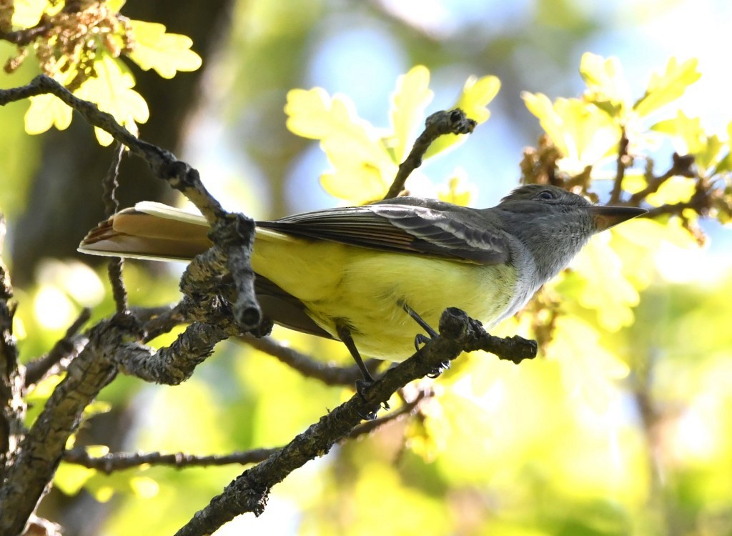 Great Crested Flycatcher - Steve Davis