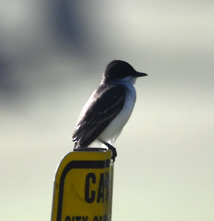 Eastern Kingbird - ML153898521