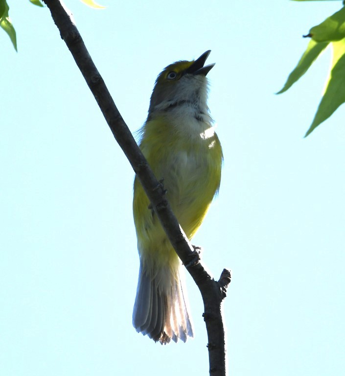 Weißaugenvireo - ML153898601