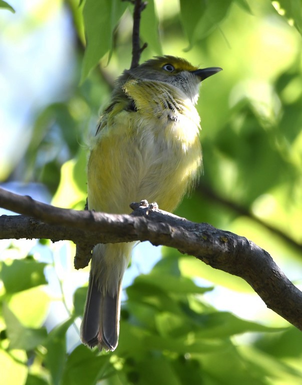 White-eyed Vireo - ML153898691