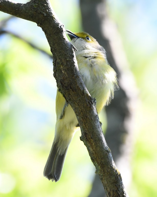 White-eyed Vireo - ML153898701