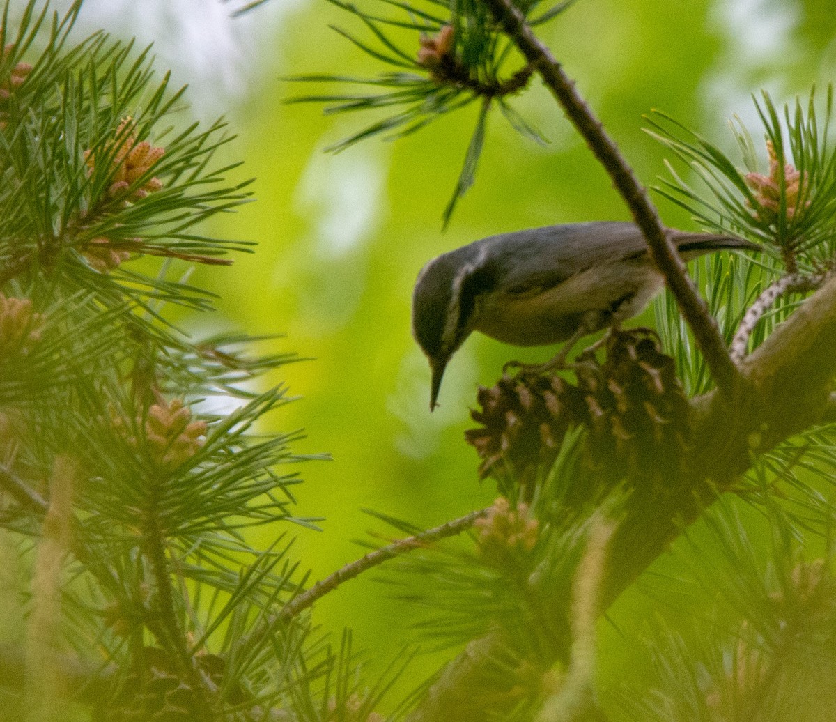 Red-breasted Nuthatch - Anthony VanSchoor