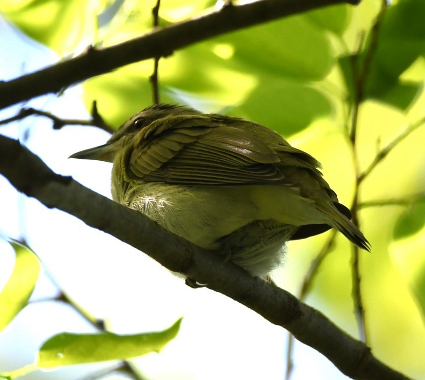 rødøyevireo - ML153898891