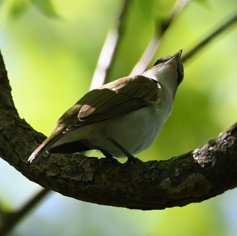 Kızıl Gözlü Vireo - ML153898941