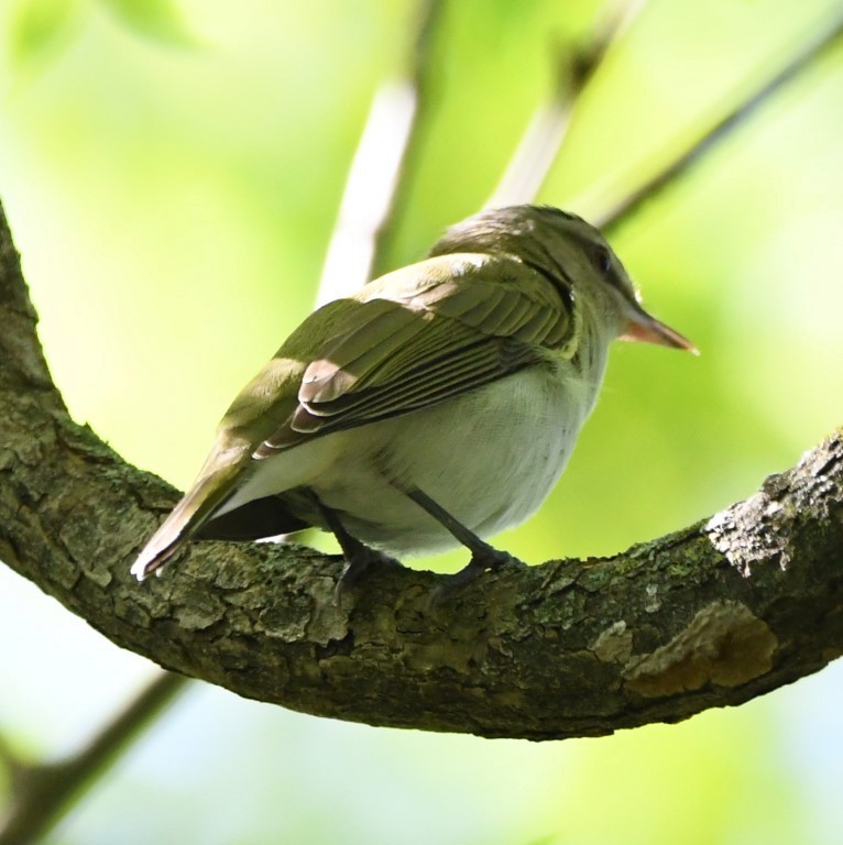 rødøyevireo - ML153898971