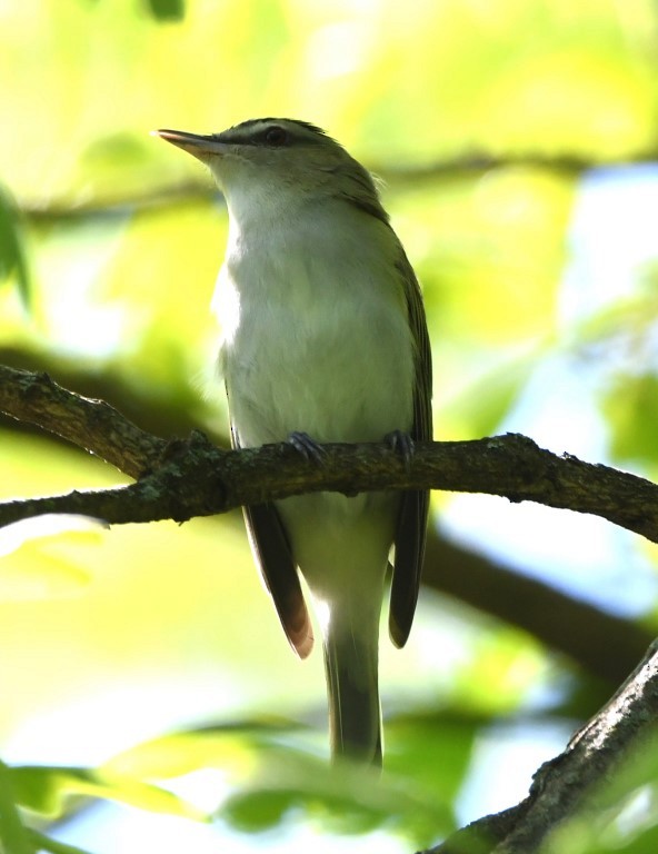 Red-eyed Vireo - ML153898981