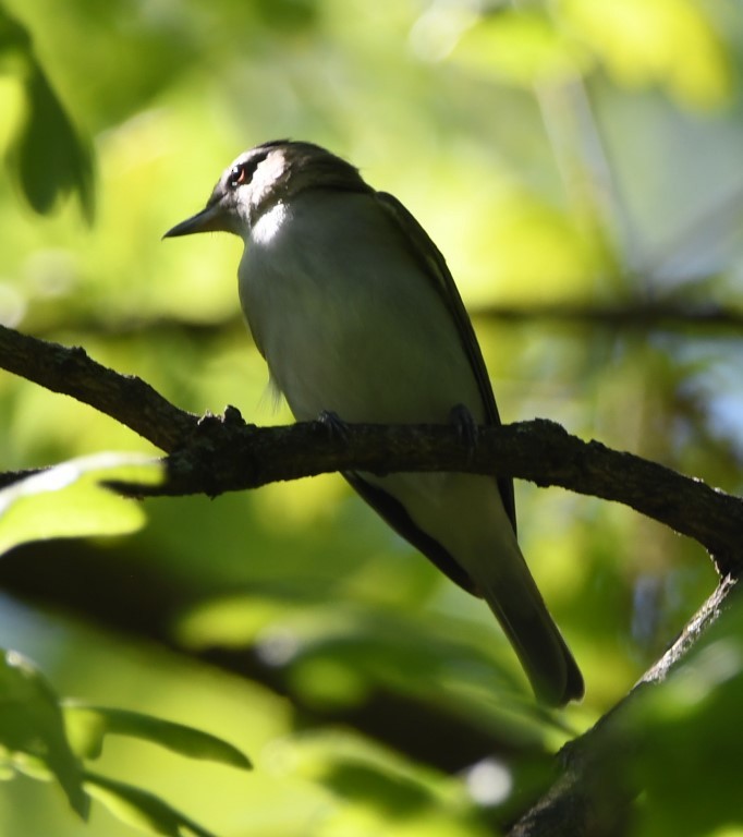 rødøyevireo - ML153899031