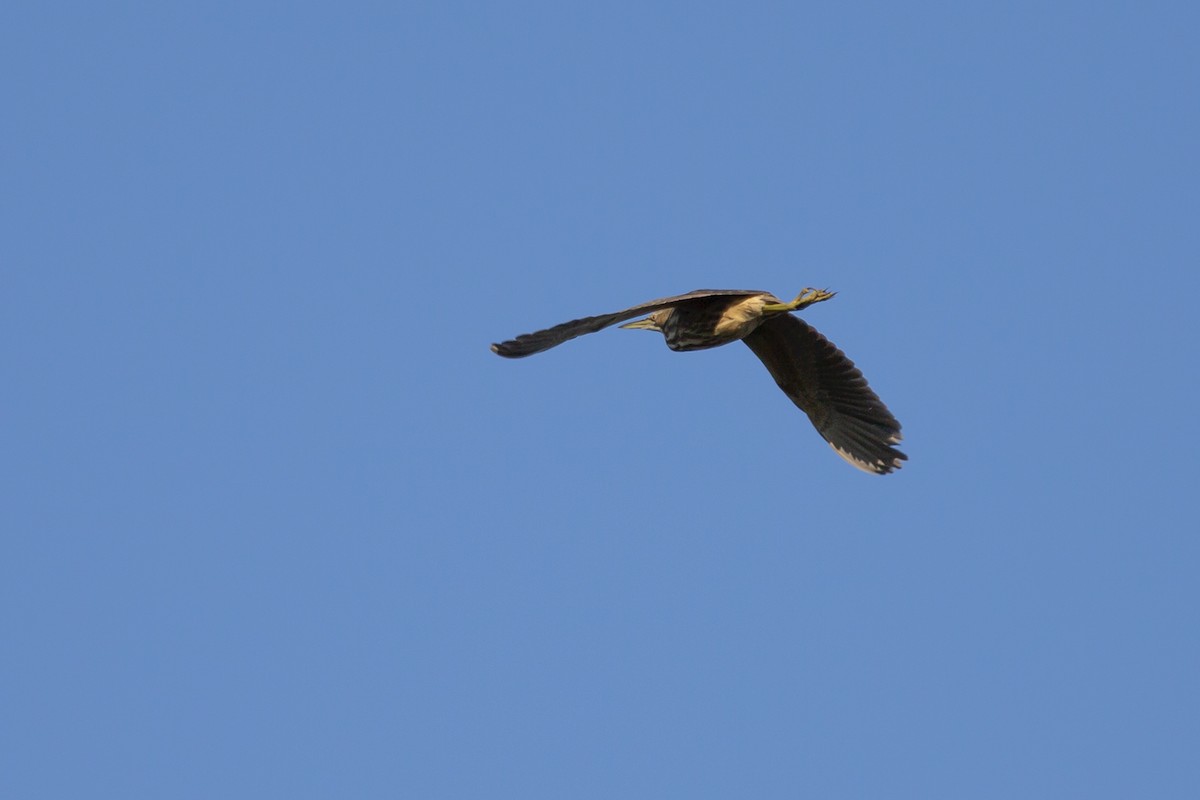 American Bittern - ML153899051