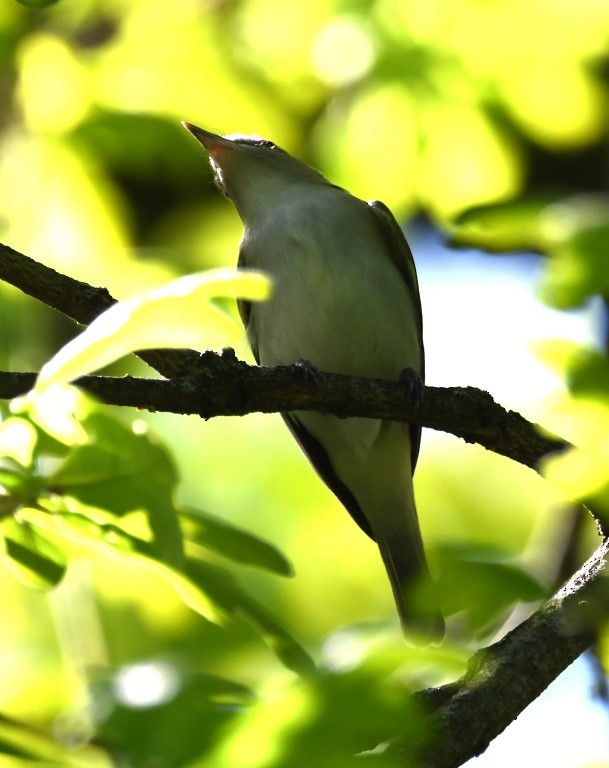 rødøyevireo - ML153899061