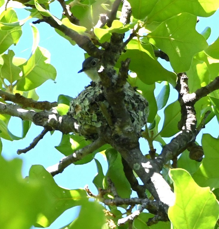 Blue-gray Gnatcatcher - ML153899091